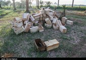 جنی التمور من بساتین نخیل "غزاویه"
