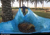 جنی التمور من بساتین نخیل "غزاویه"