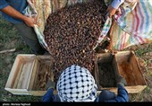 جنی التمور من بساتین نخیل "غزاویه"