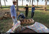 جنی التمور من بساتین نخیل "غزاویه"