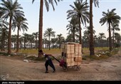 جنی التمور من بساتین نخیل "غزاویه"