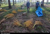 جنی التمور من بساتین نخیل "غزاویه"