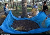 جنی التمور من بساتین نخیل "غزاویه"