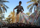 جنی التمور من بساتین نخیل "غزاویه"
