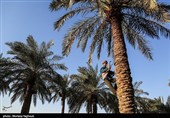 جنی التمور من بساتین نخیل "غزاویه"