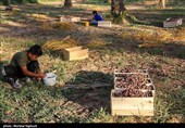 جنی التمور من بساتین نخیل "غزاویه"