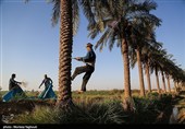 جنی التمور من بساتین نخیل "غزاویه"
