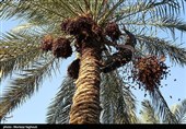 جنی التمور من بساتین نخیل "غزاویه"