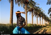 جنی التمور من بساتین نخیل "غزاویه"
