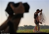 جنی التمور من بساتین نخیل "غزاویه"