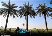 جنی التمور من بساتین نخیل "غزاویه"