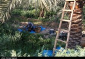 جنی التمور من بساتین نخیل "غزاویه"