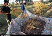 جنی التمور من بساتین نخیل "غزاویه"