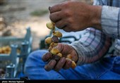 جنی التمور من بساتین نخیل "غزاویه"