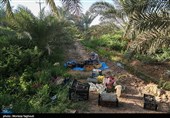 جنی التمور من بساتین نخیل "غزاویه"