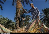 جنی التمور من بساتین نخیل "غزاویه"