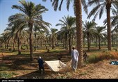 جنی التمور من بساتین نخیل "غزاویه"