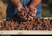 جنی التمور من بساتین نخیل "غزاویه"