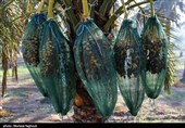 جنی التمور من بساتین نخیل "غزاویه"