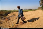 جنی التمور من بساتین نخیل "غزاویه"