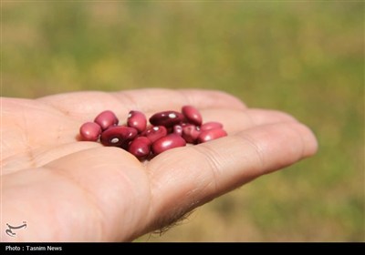 آغاز برداشت حبوبات از مزارع استان چهارمحال و بختیاری