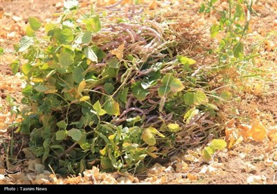 آغاز برداشت حبوبات از مزارع استان چهارمحال و بختیاری