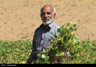 آغاز برداشت حبوبات از مزارع استان چهارمحال و بختیاری