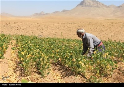 آغاز برداشت حبوبات از مزارع استان چهارمحال و بختیاری