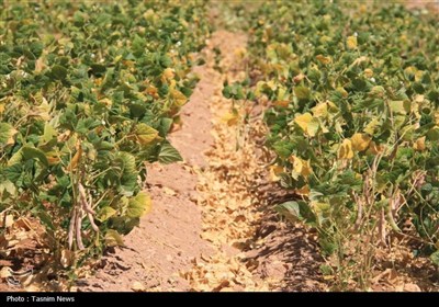 آغاز برداشت حبوبات از مزارع استان چهارمحال و بختیاری