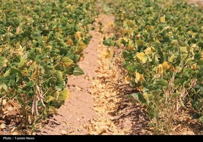 آغاز برداشت حبوبات از مزارع استان چهارمحال و بختیاری