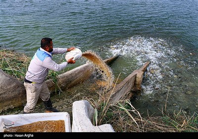 مجموعه کشت و صنعت دشت ناز ساری