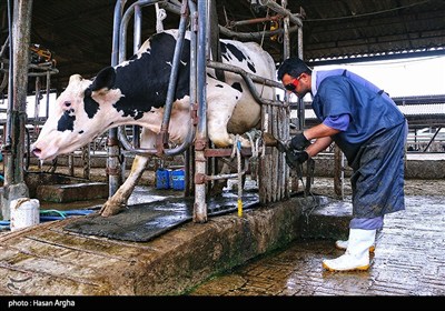 مجموعه کشت و صنعت دشت ناز ساری