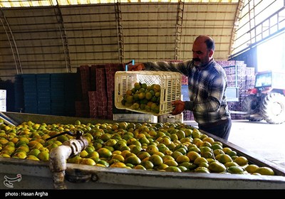 مجموعه کشت و صنعت دشت ناز ساری