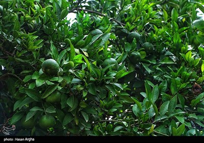 مجموعه کشت و صنعت دشت ناز ساری