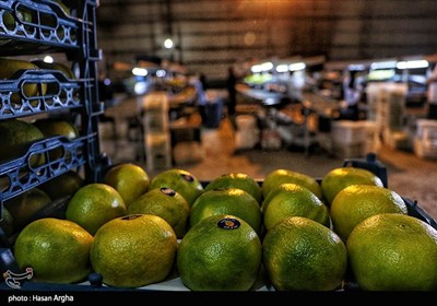 مجموعه کشت و صنعت دشت ناز ساری