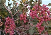 پیش‌بینی برداشت 4 هزار تن پسته خشک و درآمد 3200 میلیاردی در نیشابور