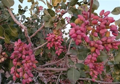 پیش‌بینی برداشت 4 هزار تن پسته خشک و درآمد 3200 میلیاردی در نیشابور