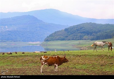 Природа плотины Лефур