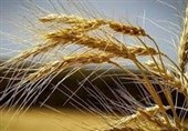 ‌اپیدمی گسترده‌ای در مزارع گندم گزارش نشد