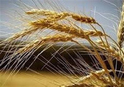 ‌اپیدمی گسترده‌ای در مزارع گندم گزارش نشد