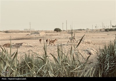 سنگ‌کن شرقی بندرعباس؛ زندگی در کوچه‌های خاکی و فاضلاب روان