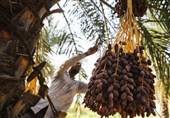 هرمزگان رتبه سوم تولید خرمای کشور را دارد