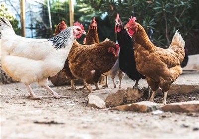 خراسان جنوبی در مسیر ارتقای سلامت طیور بومی