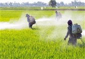 خطر سموم کشاورزی در مزارع سبز شمال/ آفت‌کش‌های که سرطان را تزریق می‌کنند!