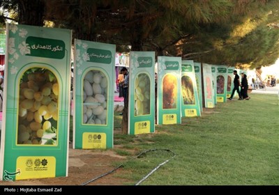 هشتمین جشنواره انگور ارومیه