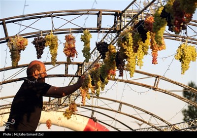 هشتمین جشنواره انگور ارومیه