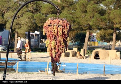 هشتمین جشنواره انگور ارومیه