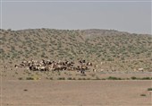 450 هزار هکتار از عرصههای منابع طبیعی خراسان جنوبی برای چرای دام آزاد شد