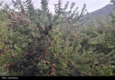 فصل برداشت سیب آغاز شد