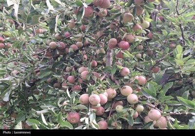 فصل برداشت سیب آغاز شد
